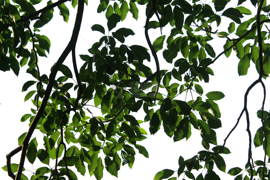 墙纸生态树白色背景自然中孤立的绿色叶子自然特视图图片