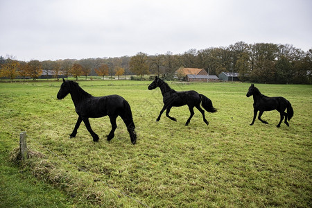 草地上的三匹黑马图片