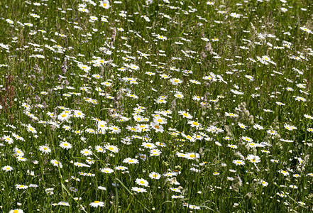 漂亮的盛开一个带很多白花菊的田地在春季节关闭白色雏菊草地图片