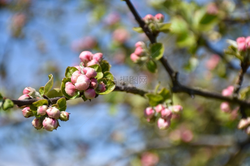 明亮的花园粉红苹果树朵在枝上开图片