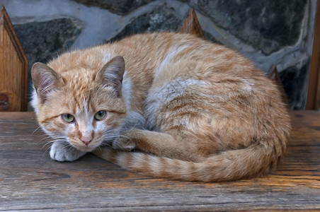 户外可爱的猫咪图片