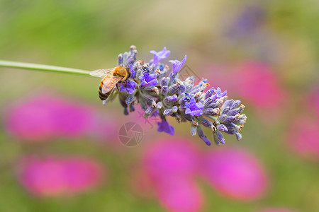 自然熊蜂紫色花草上黄动物背景
