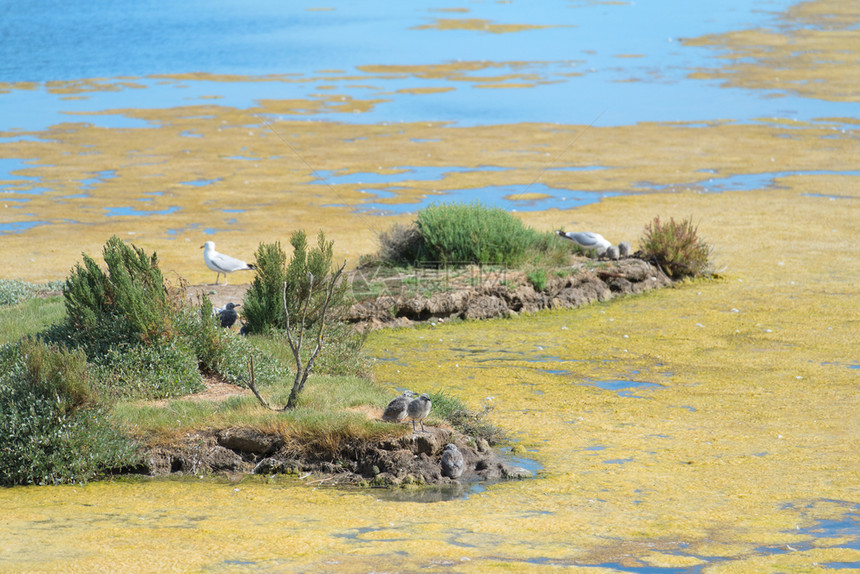 IledeRe岛上的鸟类保护区LaMaisonduFier梅森春天菲尔图片