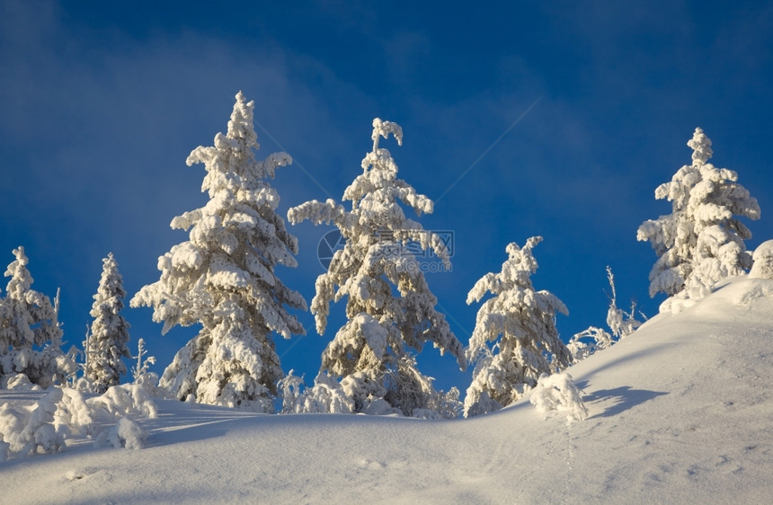 雪山上的森林图片