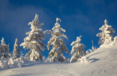 雪山上的森林图片