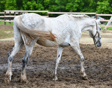 阉割马在农场上炎热的夏日年轻动物图片