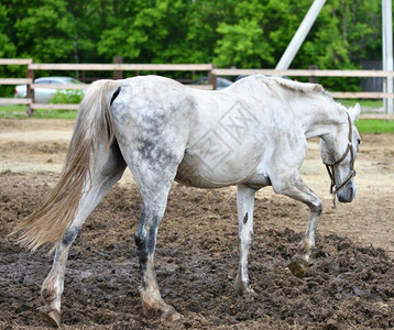 动物群饲养马在农场上炎热的夏日动物图片