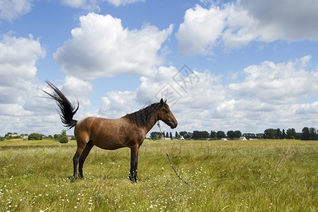 绿色田野上美丽的马匹常设户外图片