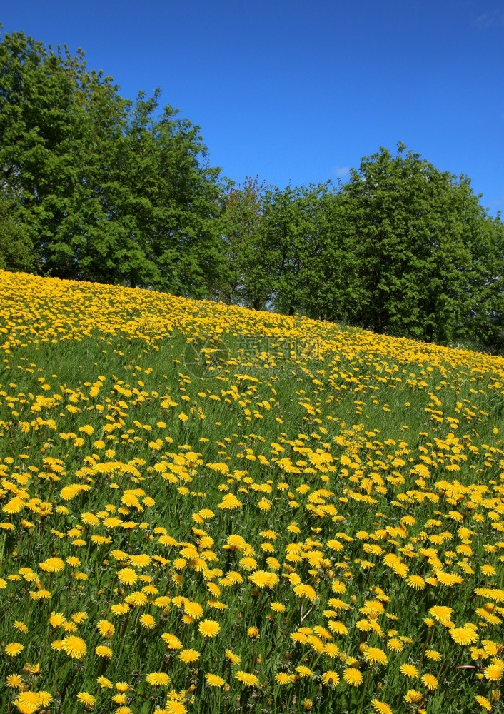夏天黄色的明亮在春田草原上繁露的黄花朵图片