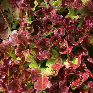 市场植物培育有机蔬菜作为食物背景的相片图片