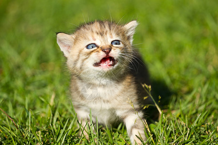 草地上的小猫咪图片