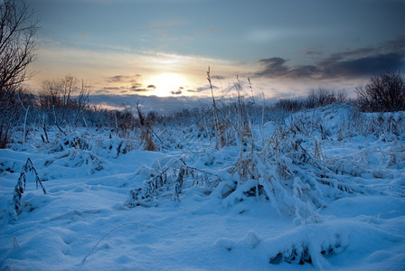 霜日落冬季景观场美丽树图片