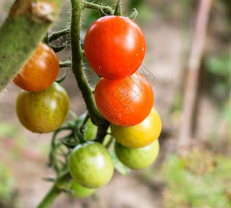 花园树枝上的不熟和成樱桃西红柿分支农业沙拉图片