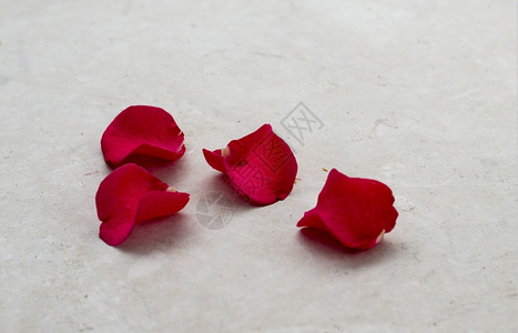 4个玫瑰花瓣在上英亩的结婚求地板上浪漫新鲜自然图片