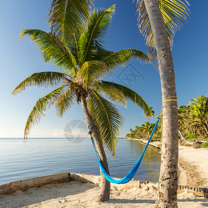 龙涎香树木假期热带岛屿海滩与Hammock热带岛屿海滩吊在棕榈树上海景背景