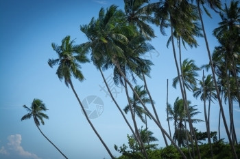 科木棕榈树和蓝色天空斯里兰卡南部省斯里兰卡亚洲海洋景观自然图片