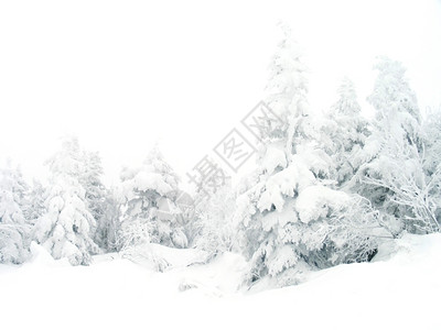美国人冬季景观白色仙境景观风森林图片