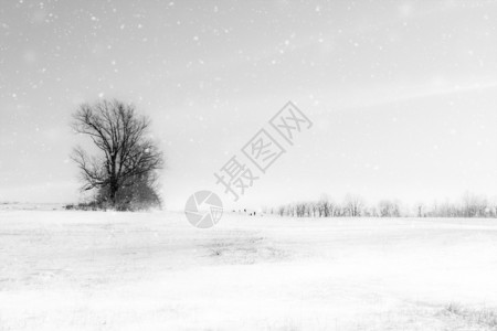 冬天冷冻照片季景观白色仙境景观图片