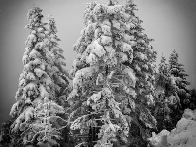 奥尔洛夫白色的冬季景观白色仙境景观美国人图片
