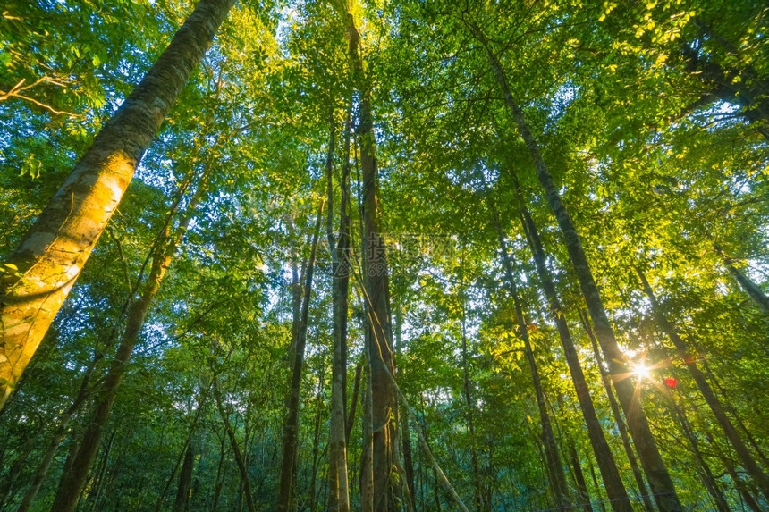 树后面有太阳森林后面有光叶子在后面风景名胜图片