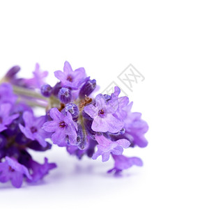 花园白色背景的淡紫花朵香图片