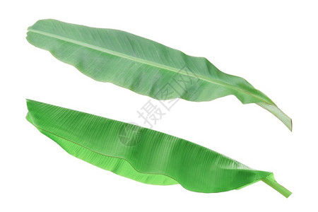 剪裁植物绿色在白背景上隔离的绿香蕉叶带有剪切路径的物体图片
