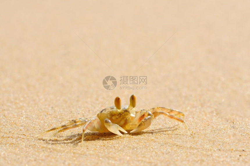 旅行螃蟹泰国鬼Ocypodeceratophalama在海滩上自然图片