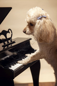 品种多样鲶鱼玩犬类弹钢琴的可爱狗它有一点麦芽面条繁殖着学习做音乐国内的背景