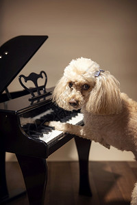 钢琴家键盘弹的可爱狗它有一点麦芽面条繁殖着学习做音乐国内的图片