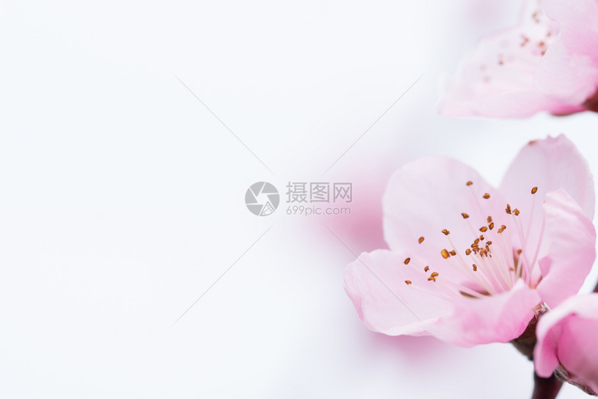 粉色的植物学文化桃花以天然本底为背景紧闭着桃花图片