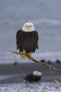 兽阿拉斯加秃鹰挂着水底木棍禽类海滩图片