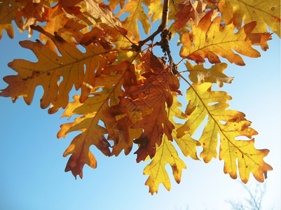 蓝天下的秋季黄叶图片