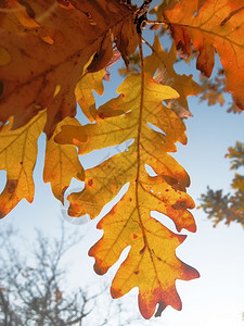 秋天树枝上叶子图片