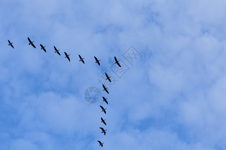 一群迁徙的鹅鸟在蓝天飞行迁移落下户外图片