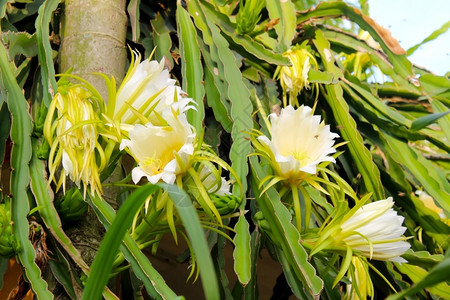 龙花火果墙纸植物图片