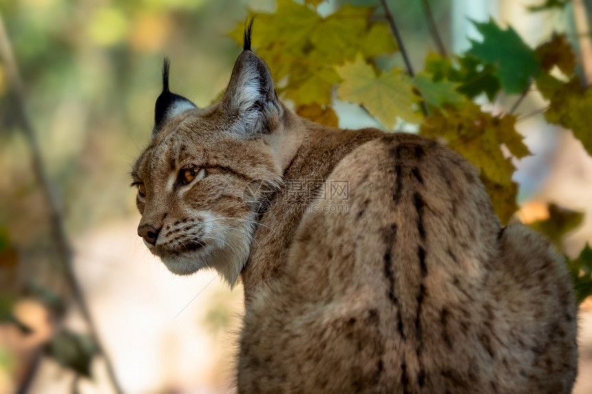 欧亚Lynx和秋天叶背景科学名称LynxLynx树叶眼睛危险的图片