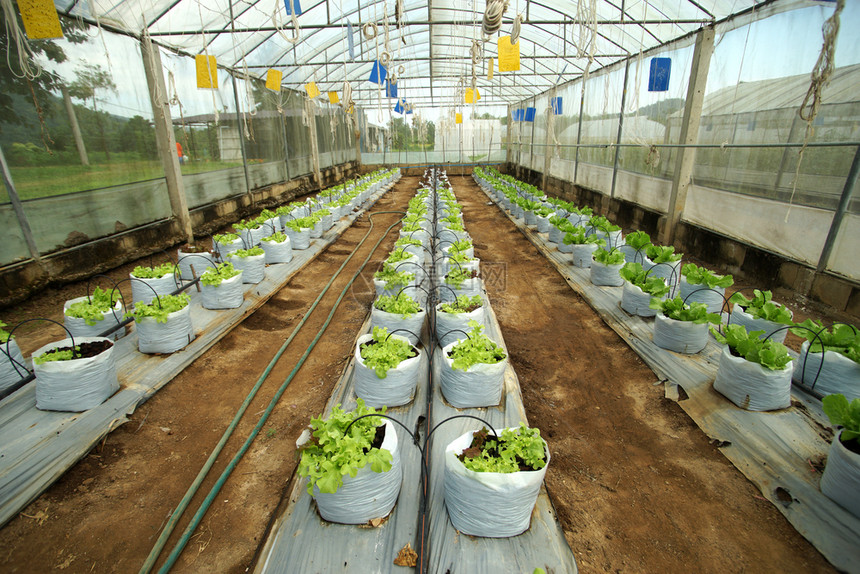 大棚里种植的有机青菜图片