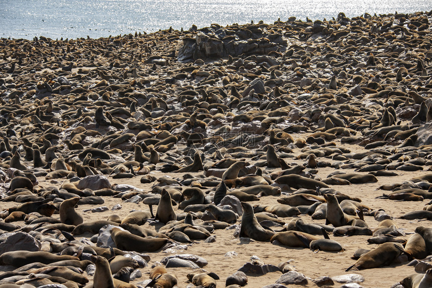 自然波浪密封件非洲纳米比亚骷髅海岸开普克罗斯豹群的毛皮Arctocephaluspusillus图片