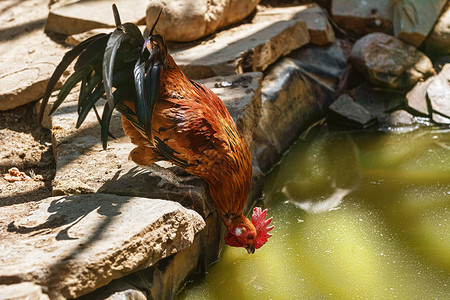 龙喝来自池塘的水鸡喝观鸟羽毛状主题图片