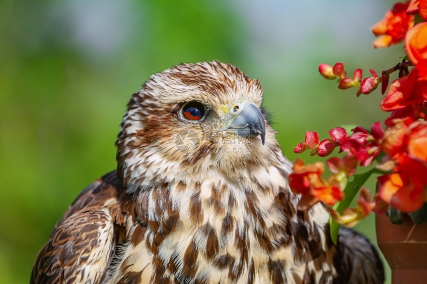 迁徙的SakerfalconFalcocherrug一种大型猎鹰Sakercherrug鹘观看图片