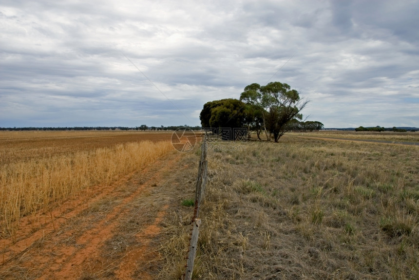 死的澳大利亚新南威尔士西区农场的分隔栅栏草干旱图片