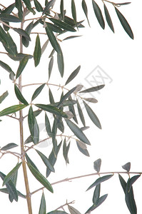 橄榄边框素材白色背景上孤立的绿橄榄树枝边框新鲜植物群传统背景