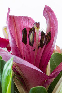 植物群紫色的白背景粉红百合花贴近重点图片