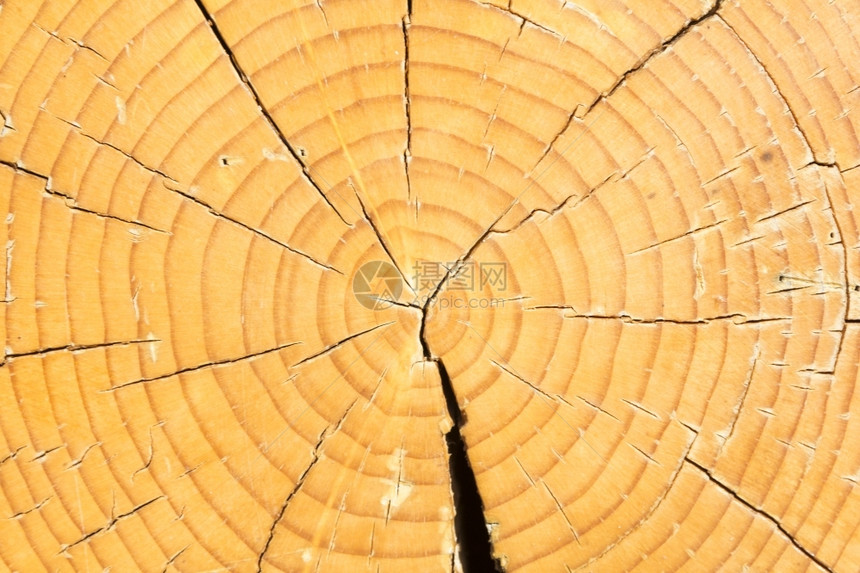 棕色的木质死剪切科克树裂缝剪切科克树图片