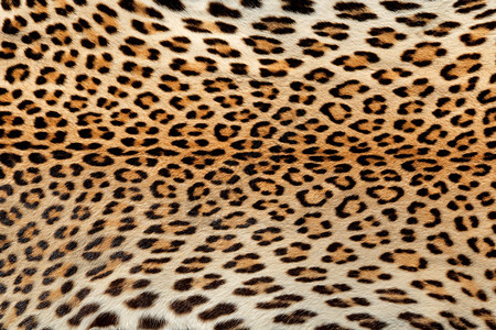黑豹斑皮层的近视图帕杜斯图片