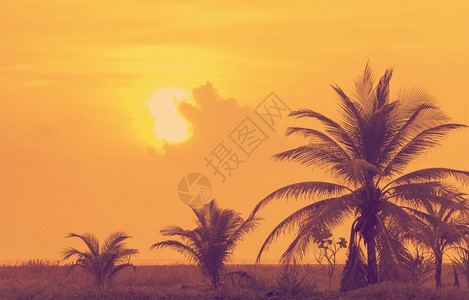 树木热带墨西哥棕榈树的古日落旅游户外图片