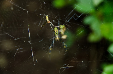 黄色的织布工蜘蛛金丝织物的尼菲拉克瓦塔网上是尼菲拉塔棒糖图片