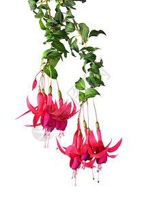 白色背景上挂在面的Pinkfuchsia花朵瓣开绿色图片