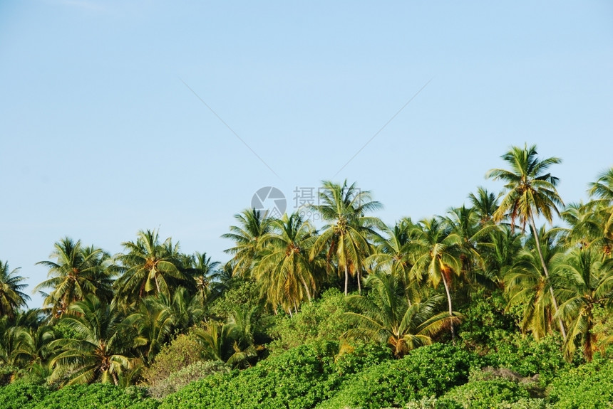 户外门14椰子棕榈树照蓝天空背景片高的图片