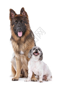 白色的混合犬类德国牧羊和一只混种狗德国牧羊犬和一只混种狗在白色背景前图片